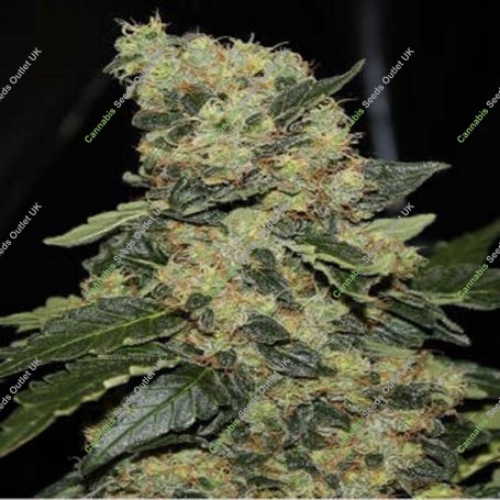 Berry Delight Feminized Marijuana Strain by Green Label For Sale Online at Cannabis Seeds Outlet