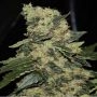 Berry Delight Feminized Marijuana Strain by Green Label For Sale Online at Cannabis Seeds Outlet