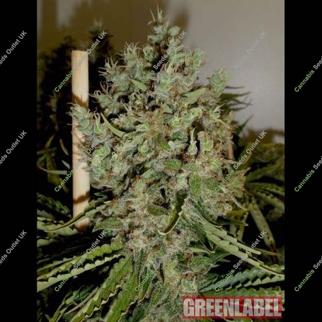 Big Jack Feminized Marijuana Strain by Green Label For Sale Online at Cannabis Seeds Outlet