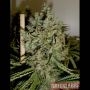 Big Jack Feminized Marijuana Strain by Green Label For Sale Online at Cannabis Seeds Outlet