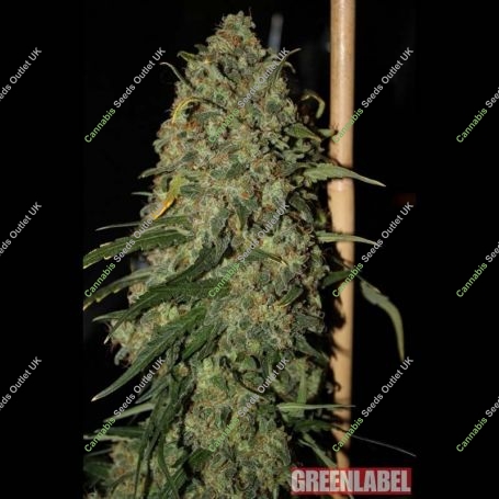 Easy Skunk Auto Feminized Marijuana Strain by Green Label For Sale Online at Cannabis Seeds Outlet