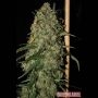Easy Skunk Auto Feminized Marijuana Strain by Green Label For Sale Online at Cannabis Seeds Outlet