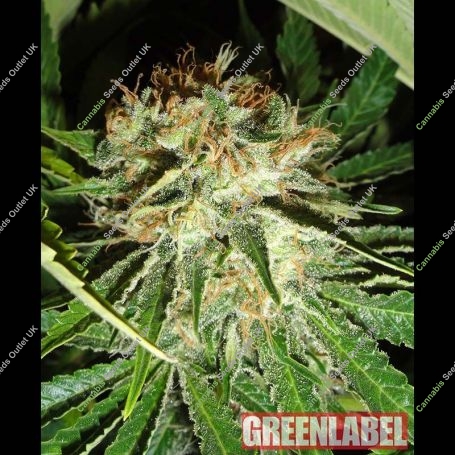 Everest Bud Feminized Marijuana Strain by Green Label For Sale Online at Cannabis Seeds Outlet
