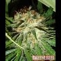 Everest Bud Feminized Marijuana Strain by Green Label For Sale Online at Cannabis Seeds Outlet
