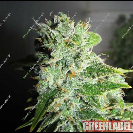 Frosty Kush Feminized Marijuana Strain by Green Label For Sale Online at Cannabis Seeds Outlet
