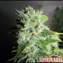 Frosty Kush Feminized Marijuana Strain by Green Label For Sale Online at Cannabis Seeds Outlet