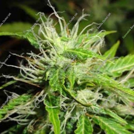 White Fruit Feminized Marijuana Strain by Green Label For Sale Online at Cannabis Seeds Outlet