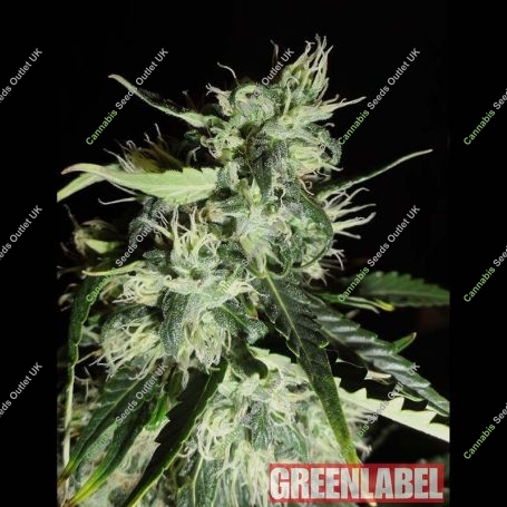 Widow Auto Feminized Marijuana Strain by Green Label For Sale Online at Cannabis Seeds Outlet