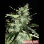 Widow Auto Feminized Marijuana Strain by Green Label For Sale Online at Cannabis Seeds Outlet