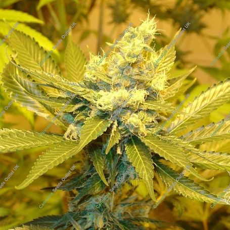 AC Diesel Regular Marijuana Strain by Homegrown Fantaseeds For Sale Online at Cannabis Seeds Outlet