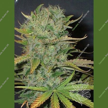 Afghani Regular Marijuana Strain by Homegrown Fantaseeds For Sale Online at Cannabis Seeds Outlet