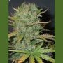 Afghani Regular Marijuana Strain by Homegrown Fantaseeds For Sale Online at Cannabis Seeds Outlet
