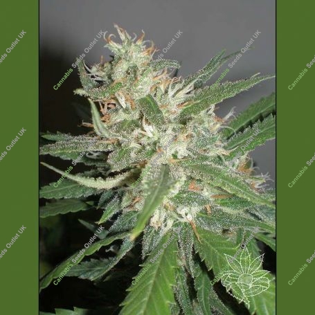 Amazing Haze Regular Marijuana Strain by Homegrown Fantaseeds For Sale Online at Cannabis Seeds Outlet