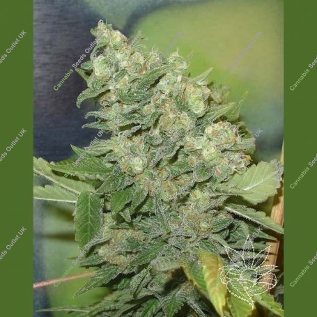 Armageddon Regular Marijuana Strain by Homegrown Fantaseeds For Sale Online at Cannabis Seeds Outlet