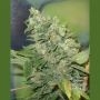 Armageddon Regular Marijuana Strain by Homegrown Fantaseeds For Sale Online at Cannabis Seeds Outlet