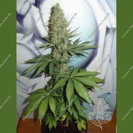 Big Bud Regular Marijuana Strain by Homegrown Fantaseeds For Sale Online at Cannabis Seeds Outlet