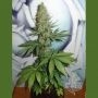 Big Bud Regular Marijuana Strain by Homegrown Fantaseeds For Sale Online at Cannabis Seeds Outlet