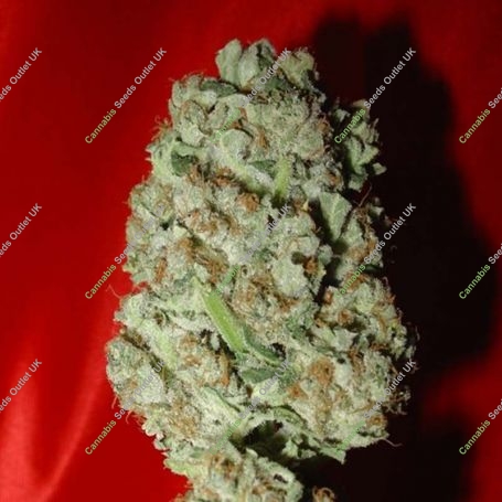 Blue Haze Feminized Marijuana Strain by Homegrown Fantaseeds For Sale Online at Cannabis Seeds Outlet