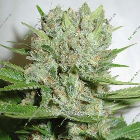Blue Pearl Auto Feminized Marijuana Strain by Homegrown Fantaseeds For Sale Online at Cannabis Seeds Outlet