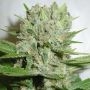 Blue Pearl Auto Feminized Marijuana Strain by Homegrown Fantaseeds For Sale Online at Cannabis Seeds Outlet