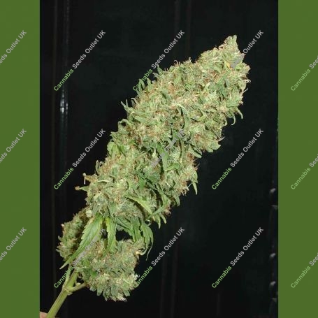 Caramella Auto Feminized Marijuana Strain by Homegrown Fantaseeds For Sale Online at Cannabis Seeds Outlet