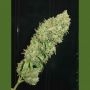 Caramella Auto Feminized Marijuana Strain by Homegrown Fantaseeds For Sale Online at Cannabis Seeds Outlet