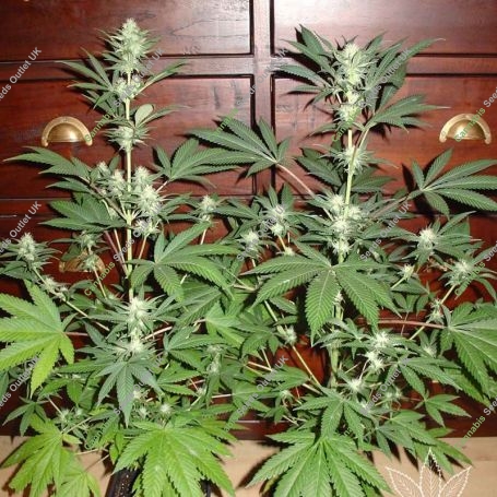CH.1 Auto Feminized Marijuana Strain by Homegrown Fantaseeds For Sale Online at Cannabis Seeds Outlet