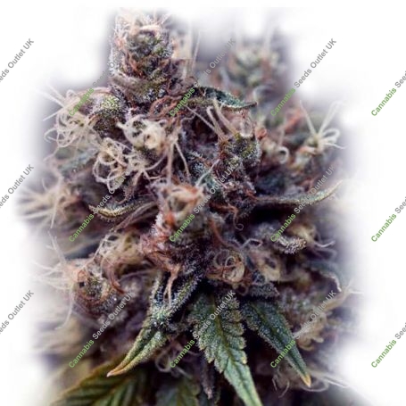 Incredible Blueberry Feminized Marijuana Strain by Our Own Weed Breeders For Sale Online at Cannabis Seeds Outlet