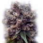 Incredible Blueberry Feminized Marijuana Strain by Our Own Weed Breeders For Sale Online at Cannabis Seeds Outlet