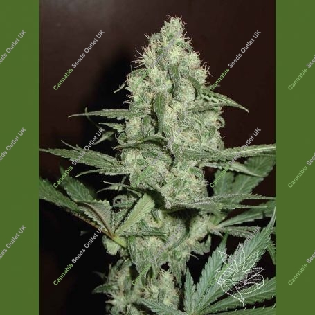 CH.1 Feminized Marijuana Strain by Homegrown Fantaseeds For Sale Online at Cannabis Seeds Outlet