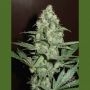 CH.1 Feminized Marijuana Strain by Homegrown Fantaseeds For Sale Online at Cannabis Seeds Outlet
