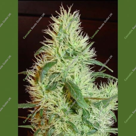 First Lady (Widow) Regular Marijuana Strain by Homegrown Fantaseeds For Sale Online at Cannabis Seeds Outlet