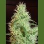 First Lady (Widow) Regular Marijuana Strain by Homegrown Fantaseeds For Sale Online at Cannabis Seeds Outlet
