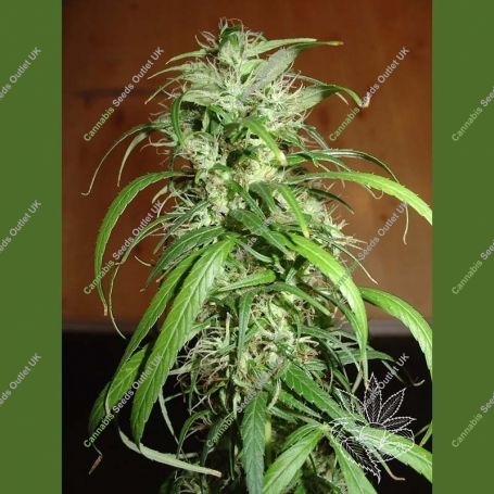 Haze Feminized Marijuana Strain by Homegrown Fantaseeds For Sale Online at Cannabis Seeds Outlet