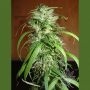 Haze Feminized Marijuana Strain by Homegrown Fantaseeds For Sale Online at Cannabis Seeds Outlet