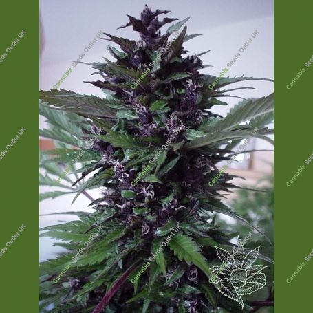 Homegrown Purple Regular Marijuana Strain by Homegrown Fantaseeds For Sale Online at Cannabis Seeds Outlet
