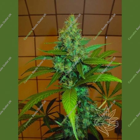 Indoor Mixed Regular Marijuana Strain by Homegrown Fantaseeds For Sale Online at Cannabis Seeds Outlet