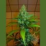 Indoor Mixed Regular Marijuana Strain by Homegrown Fantaseeds For Sale Online at Cannabis Seeds Outlet
