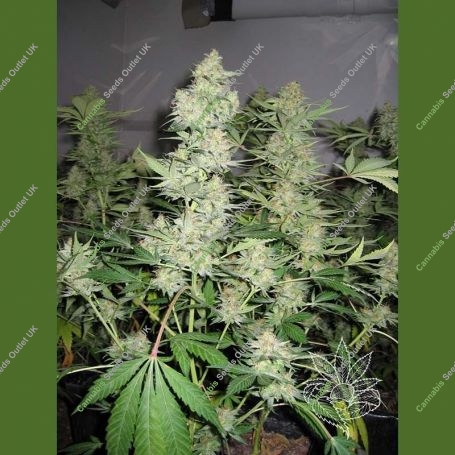 Homegrown Skunk No.1 Feminized Marijuana Strain by Homegrown Fantaseeds For Sale Online at Cannabis Seeds Outlet