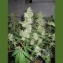 Homegrown Skunk No.1 Feminized Marijuana Strain by Homegrown Fantaseeds For Sale Online at Cannabis Seeds Outlet