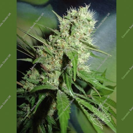 Jack Herer Feminized Marijuana Strain by Homegrown Fantaseeds For Sale Online at Cannabis Seeds Outlet