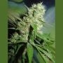 Jack Herer Feminized Marijuana Strain by Homegrown Fantaseeds For Sale Online at Cannabis Seeds Outlet