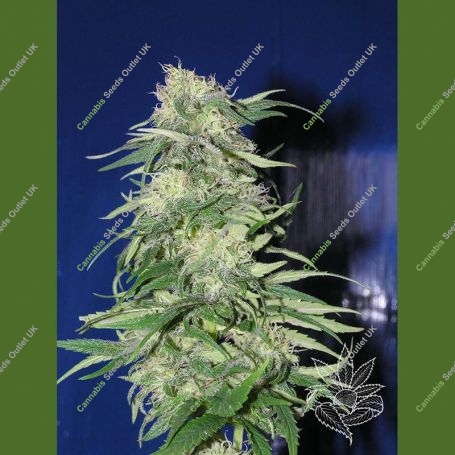K2 Regular Marijuana Strain by Homegrown Fantaseeds For Sale Online at Cannabis Seeds Outlet