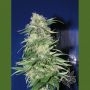 K2 Regular Marijuana Strain by Homegrown Fantaseeds For Sale Online at Cannabis Seeds Outlet