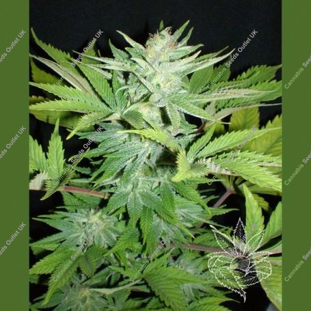 Lowryder Auto Feminized Marijuana Strain by Homegrown Fantaseeds For Sale Online at Cannabis Seeds Outlet