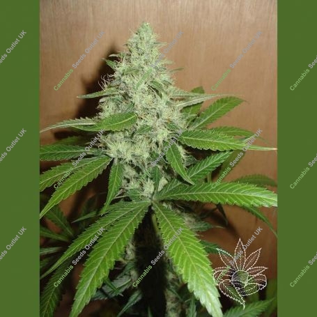 Mango Regular Marijuana Strain by Homegrown Fantaseeds For Sale Online at Cannabis Seeds Outlet