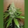 Mango Regular Marijuana Strain by Homegrown Fantaseeds For Sale Online at Cannabis Seeds Outlet