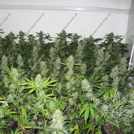 Masterkush Feminized Marijuana Strain by Homegrown Fantaseeds For Sale Online at Cannabis Seeds Outlet