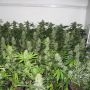 Masterkush Feminized Marijuana Strain by Homegrown Fantaseeds For Sale Online at Cannabis Seeds Outlet