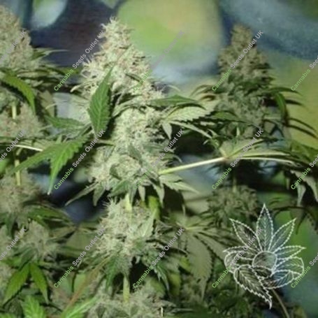 Northern Light Auto Feminized Marijuana Strain by Homegrown Fantaseeds For Sale Online at Cannabis Seeds Outlet